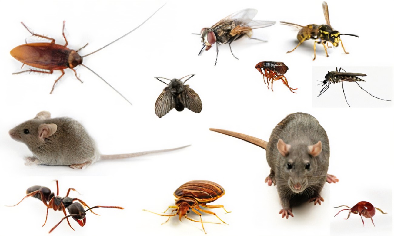Pest Control